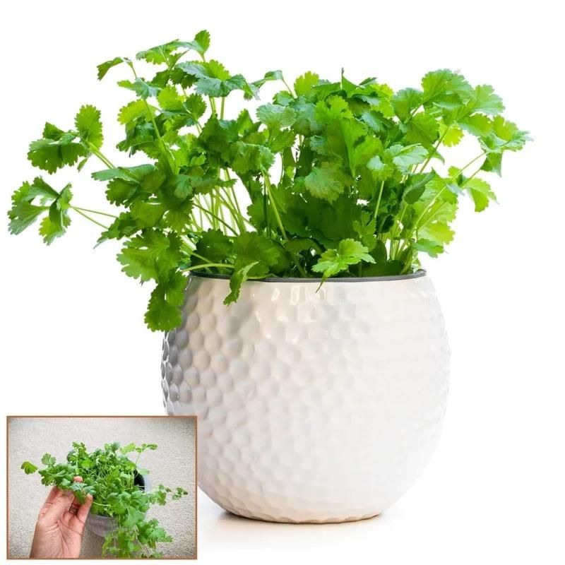 Organic Coriander seeds for Gardening (Pack of 20)